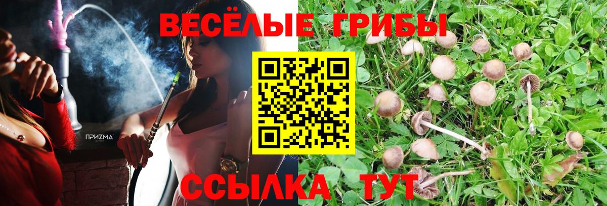 Псилоцибиновые грибы мицелий Камень-на-Оби